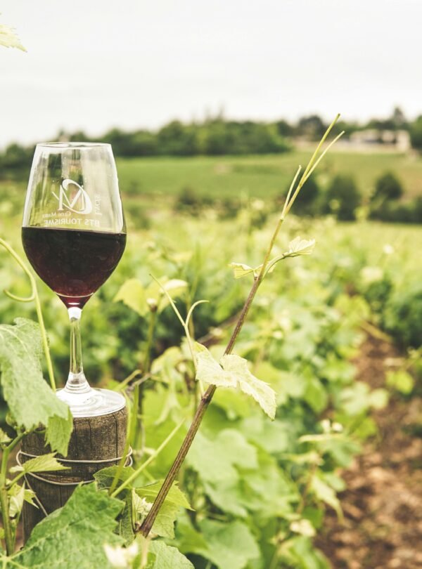 A glass of red wine in a lush Bourgogne vineyard during summer.