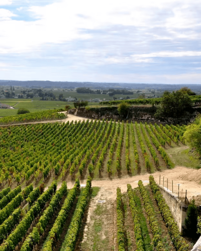 Vineyards in the Bordeaux wine region surrounding the countryside near leading golf courses.